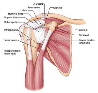 Shoulder Anatomy Labrum
