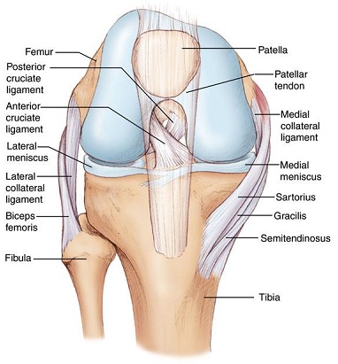 Cartilage Of The Knee