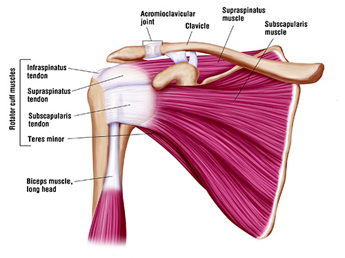 Clavicle Fracture