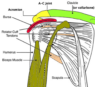 shoulder drawing