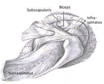 Shoulder - Rotator Cuff Muscles